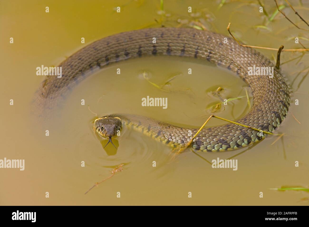 GRASS SNAKE (Natrix natrix),  at the waters edge of a drainage dyke. Floating on the water surface. An exceptionally large female, full of eggs. Stock Photo
