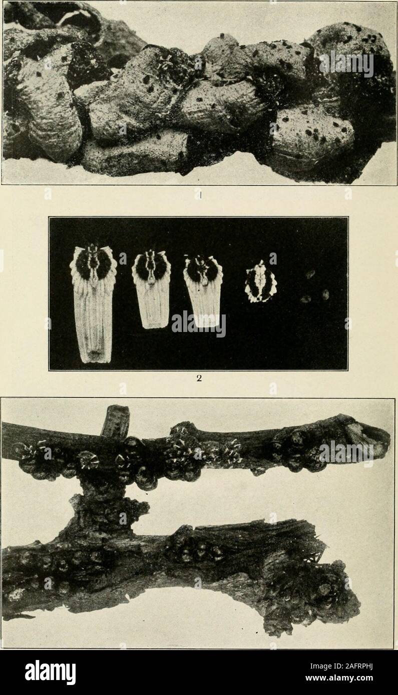 . A manual of dangerous insects likely to be introduced in the United States through importations. Australian Scale Insects. Fig. 1.—The cordyline scale (Leucaspis cordylinidis). Figs. 2, 3.—A scale (Lepidosaphes pallens),of Xanthorrhoea. Fig. 4.—A scale {Chionaspis nitida) of Daviesia corymbosa. (OriginalSasscer.) U. S. Dept. of Agriculture, Manual of Dangerous Insects. Plate IV,. Dangerous Scale Insects. Fig. 1.—The Atriplex scale (PuU-inaria maskelli). Fig. 2.—A scale {*Orthezia insignis) of citrus,tea, etc. Fig. 3.—The plum and peach scale {Lecanium prunastri). (Original, Sasscer.) U. S. D Stock Photo