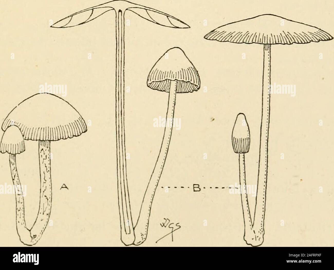 . Synopsis of the British Basidiomycetes ; a descriptive catalogue of the drawings and specimens in the Department of botany, British museum. CACE^ 211 961. C. filiformis B. & Br. (from the thread-like stem; Jihim, a thread) a.P. campanulato-expanded, grey, white-mealy; mid. sienna. St. pallid or white. G. linear, adnate, blackish.On the ground in woods. Sept. £ x T5g X ?£% in. j. Hemerobice. 962. C. hemerobius Fr. (from the length of its life—one day; Gr. hemera, a day, bios, life) a.P. campanulato-expanded, umber. St. smooth, pallid. G. adnate,linear, blackish. Damp, shady, rich grassy place Stock Photo