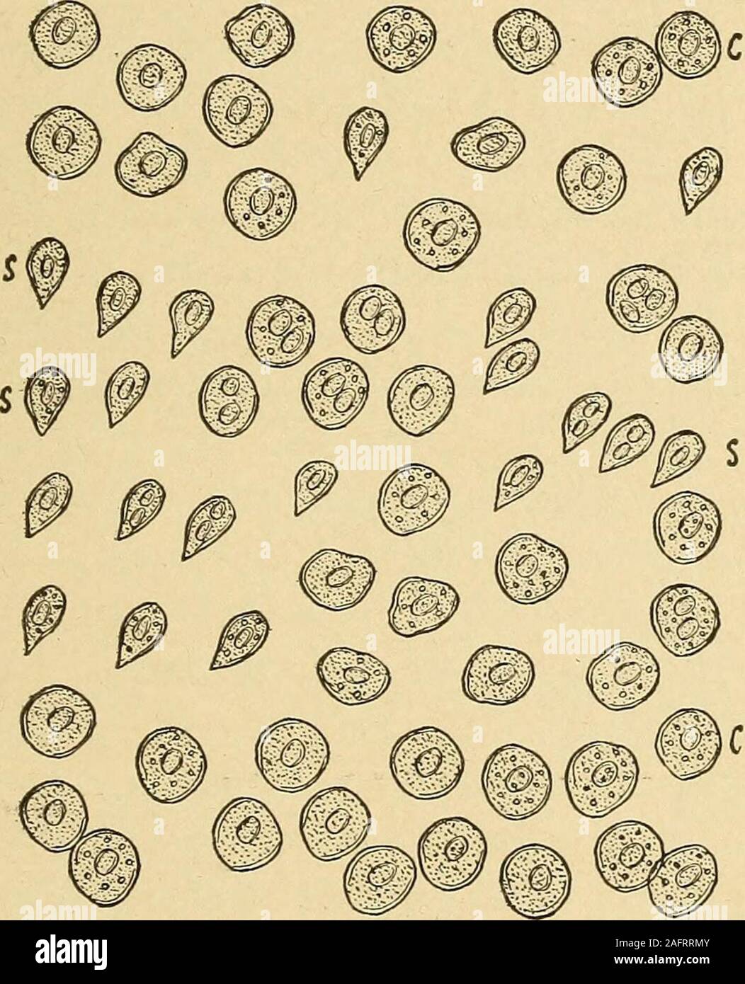 Egree hi-res stock photography and images - Alamy