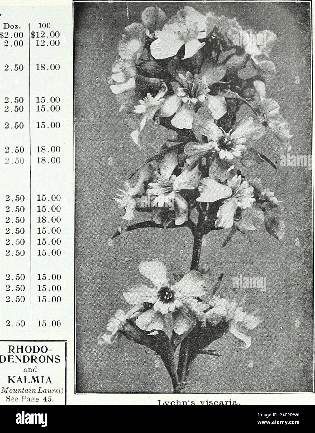 . Farquhar's autumn catalogue : 1921. 2.502.502.50 RHODO=DENDRONS and KALMIA (Mountain Laurel)See Page 45. Lychnis viscaria. Papaver orientale, Royal Scarlet. Liatris pycnostachya. ( Kansas Gay Feather.) Spikes oflight rosy-purple flowers; July and August. 4 ft.spicata. (Blazing Star.) Spikes of deep purple flowers; July to September. 2j ft. Linum perenne. (Flax.) A fine border or rockery plantwith delicate foliage and bright blue flowers; June to August. If ft perenne album. Pure white Lobelia cardinalis. (Cardinal Flower.) Splendid plantsfor borders or moist situations; flowers cardinal-red; Stock Photo