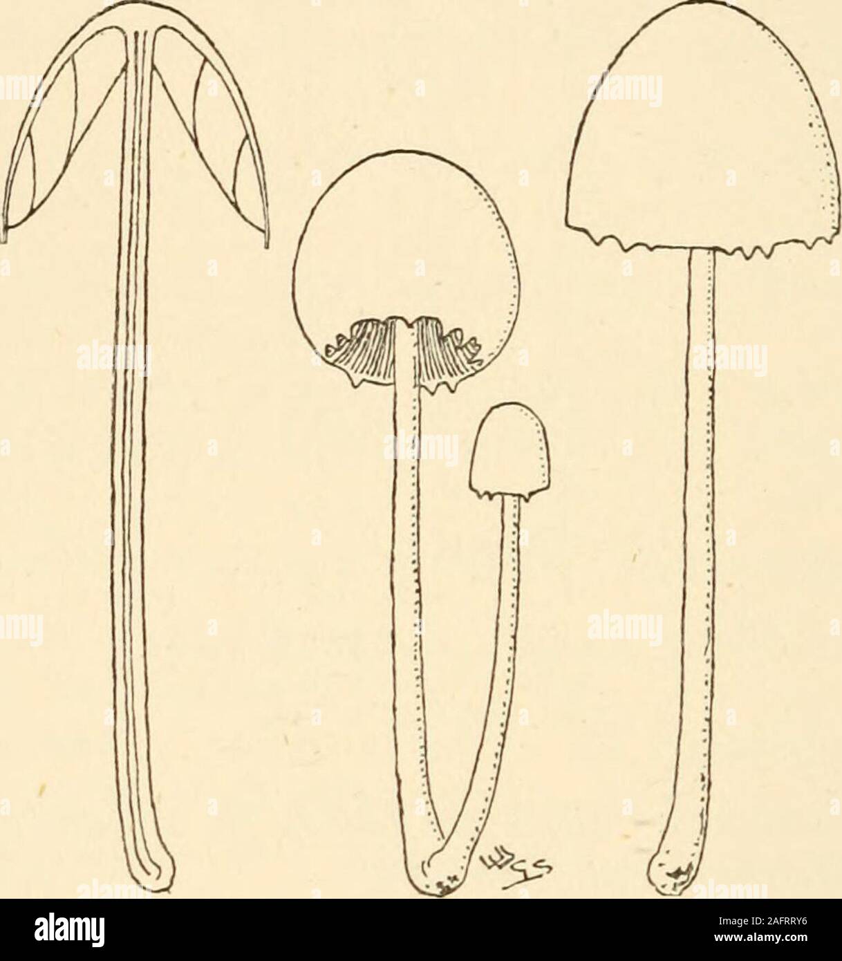 . Synopsis of the British Basidiomycetes ; a descriptive catalogue of the drawings and specimens in the Department of botany, British museum. A. below mid. G. adnexo-ascending, ashy-grey toblack. Flesh white. On cow-dung, on soil in a flower-pot, Scarborough, 1885. 3^ X 1^ X TV in. 896. A. fimiputris Karst. (from its habitat, rotten dung ; fimus, dung, putris, rotten) a b c.P. innato-silky, pale umber to dark lead-colour; marg. appen-diculate with white V. St. colour as P., umber below. A.superior, small, imperfect. G. adfixo-ascending. Solitary, rarely coespitose. Taste insipid. Fields, garde Stock Photo