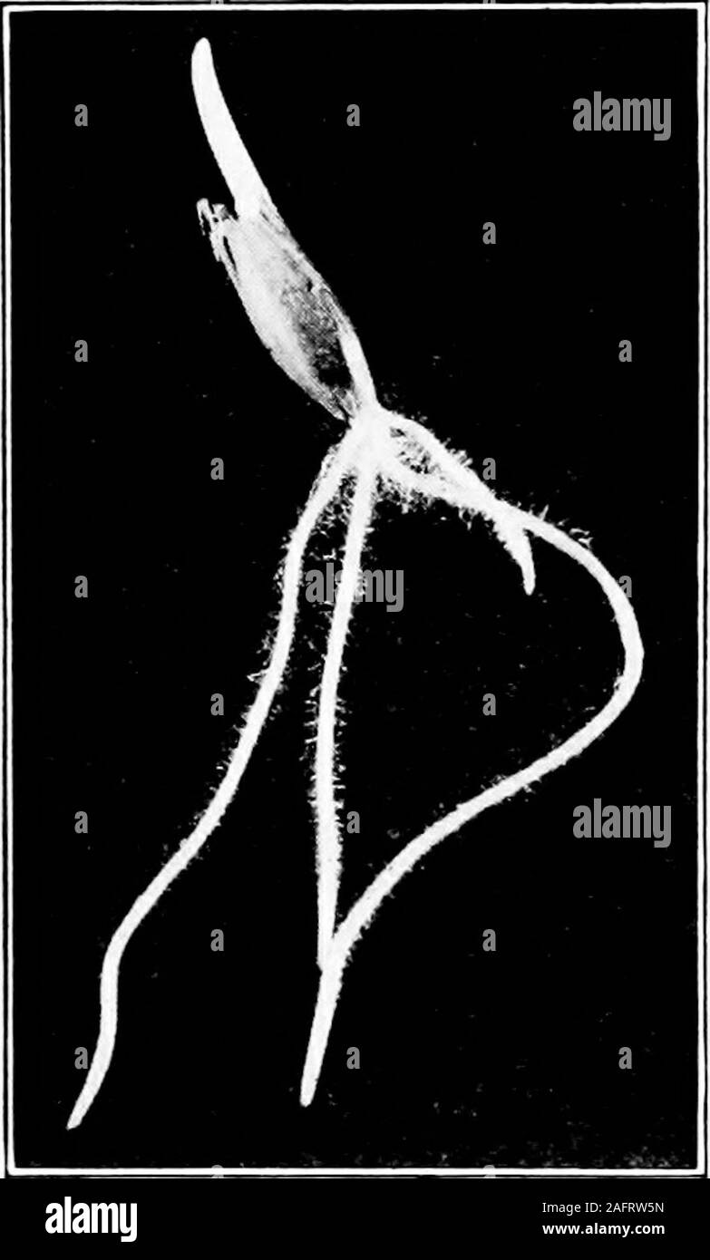 Plant root hairs Black and White Stock Photos & Images - Alamy