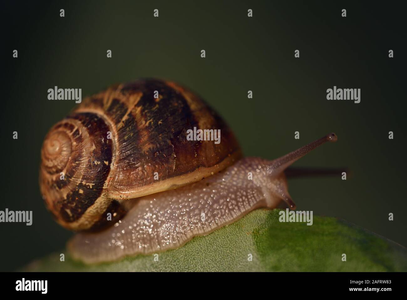 A brown snail with a snail shell crawls slowly and carefully on a green ...