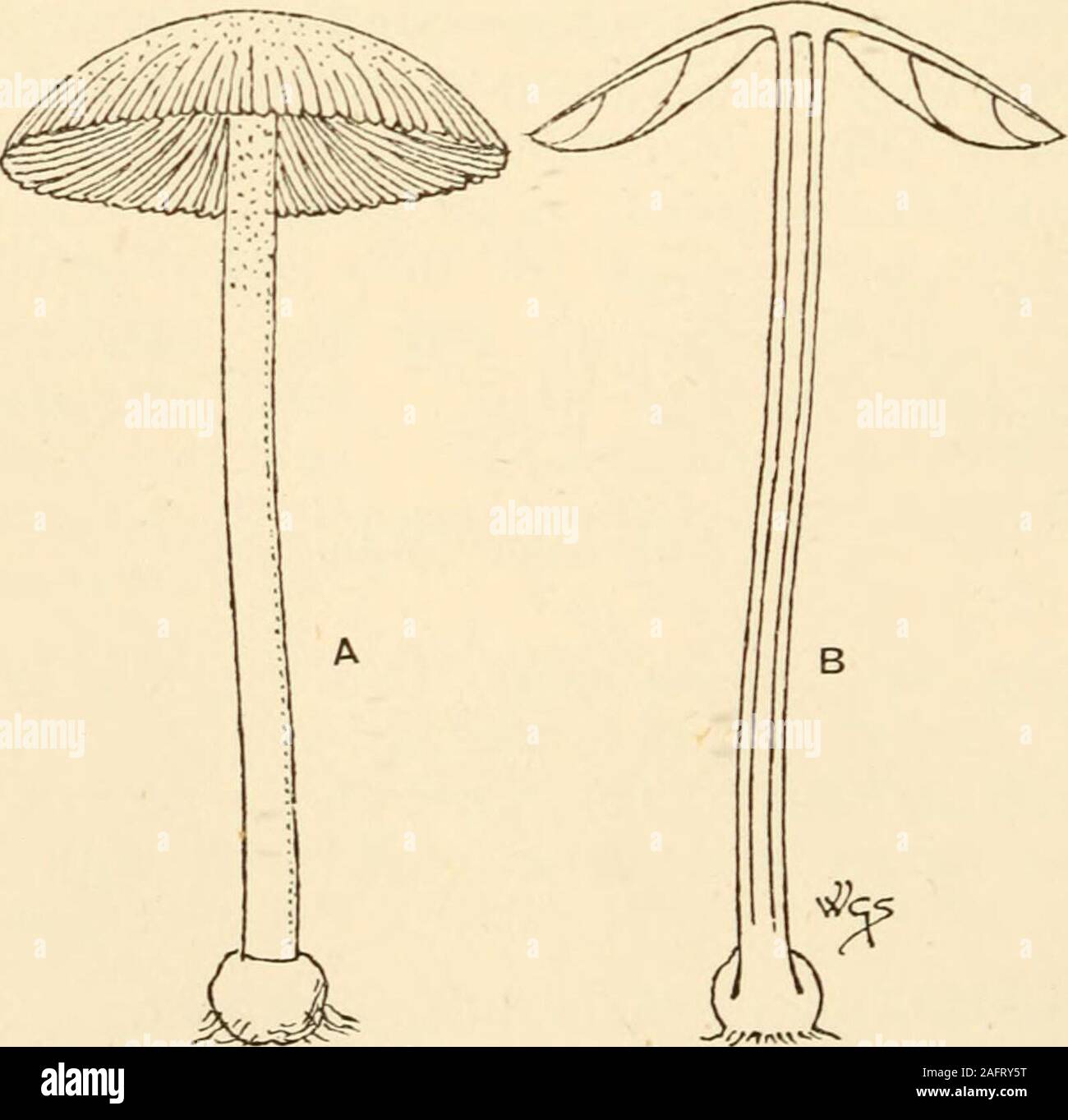 . Synopsis of the British Basidiomycetes ; a descriptive catalogue of the drawings and specimens in the Department of botany, British museum. (from its watery substance; depluo, to rain) a b c.P. resupinate, then reflexed, hygrophanous, rufescent-hoary. St. small, lateral, rarely central, or none, white villous. G. adnato-decurrent, rufescent.On the ground, amongst moss, sawdust, wood-ashes, sometimes in stoves ; rare. Oct. Diam. I in. 555. C. byssisedus Gill, (from the fibrils on the stem; byssus, fine linen thread, sedeo, to sit) a b c.P. resupinate, then horizontal and reniform, villous, pa Stock Photo