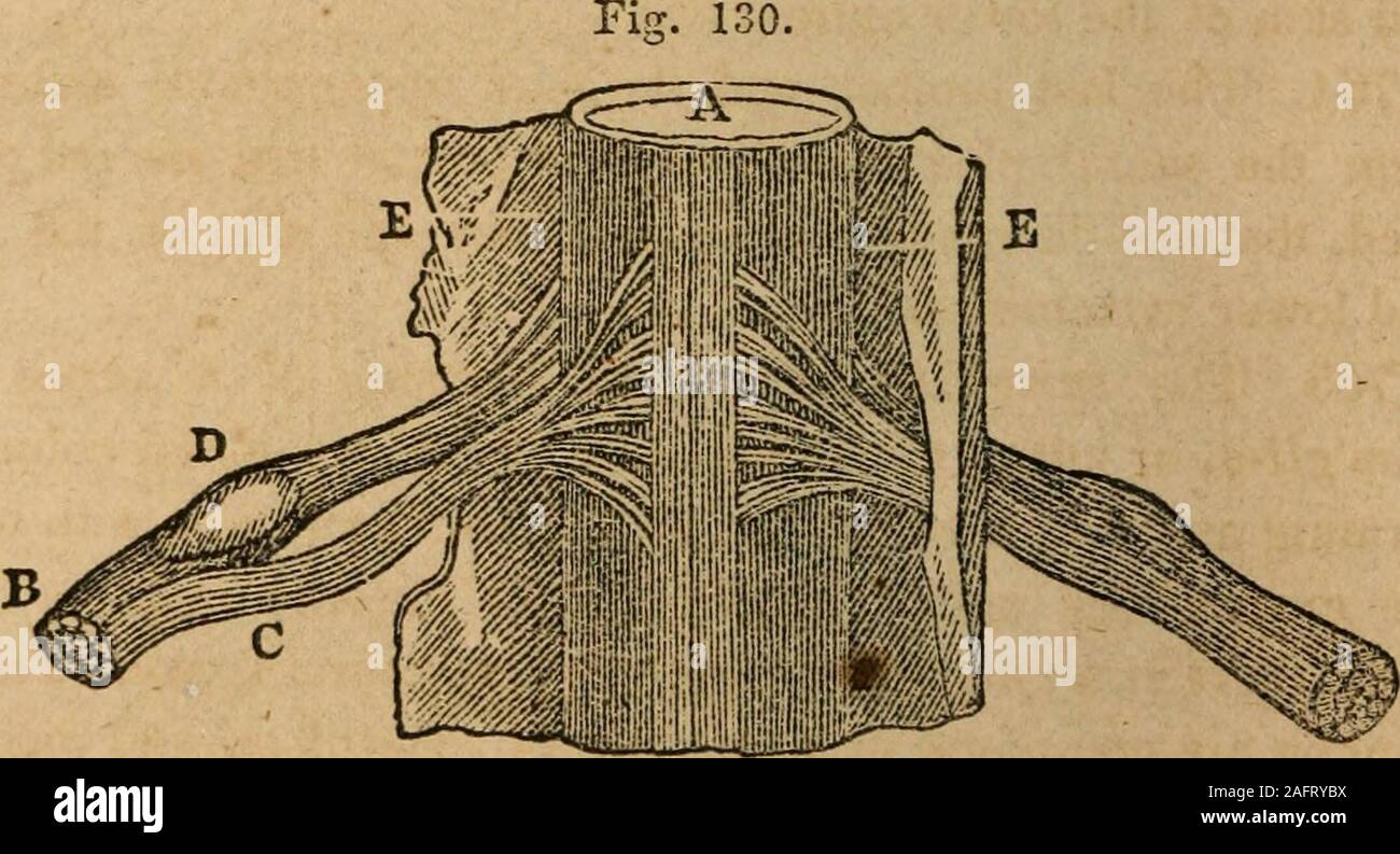 . A treatise on anatomy, physiology and hygiene : designed for colleges, academies and families. d pair of nerves. 8, The pons varolii. 9, Tbe fourth pair ofnerves. 10, Tbe lower portion of the medulla oblongata. 11, II, The spinal cord.12, 12, Spinal nerves. 13, 13, The brachial plexus. 14, 14, The lumbar and sacralplexus. 7oS. How many pairs of nerves issue from the spinal cord ? Explain fig.123 Fig. 129. 29* 342 ANATOMY, PHYSIOLOGY, AND HYGIENE. roots ; ail anterior, or motor root, and a posterior, or sensitiveroot. Each nerve, wlien minutely examined, is found to con-sist of an aggregate o Stock Photo