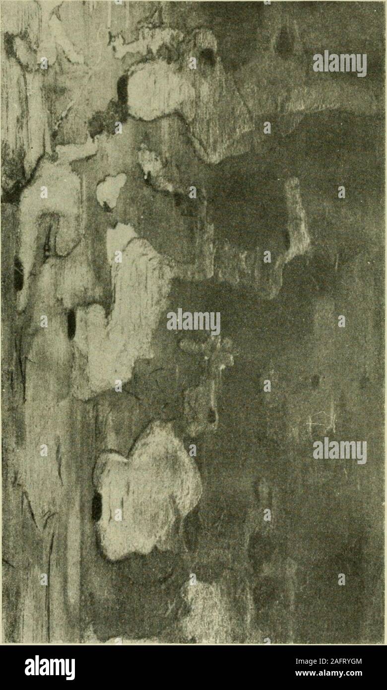 . Skogsvårdsföreningens tidskrift. s av barkens tjocklek, sä att när barken är mycket tunn, s. k.spegelbark, larven tränger in i veden tidigare, än om barken är tjockare. De mellan barken och veden befintliga gångarna äro synnerligenkaraktäristiska genom sin stora bredd, varigenom de bilda stora, plattahålor av ända till 2 cm bredd ock däröver. Dessa hålor äro pä barkensinsida inskurna med skarpa kanter men på splintytan avtager deras djupså småningom mot periferien (fig. 4 a Gnagspånen äro under dennatid helt smä, högst 3 ram långa och 0,25 mm breda (fig. 6 a.) Larven går sannolikt redan pä Stock Photo