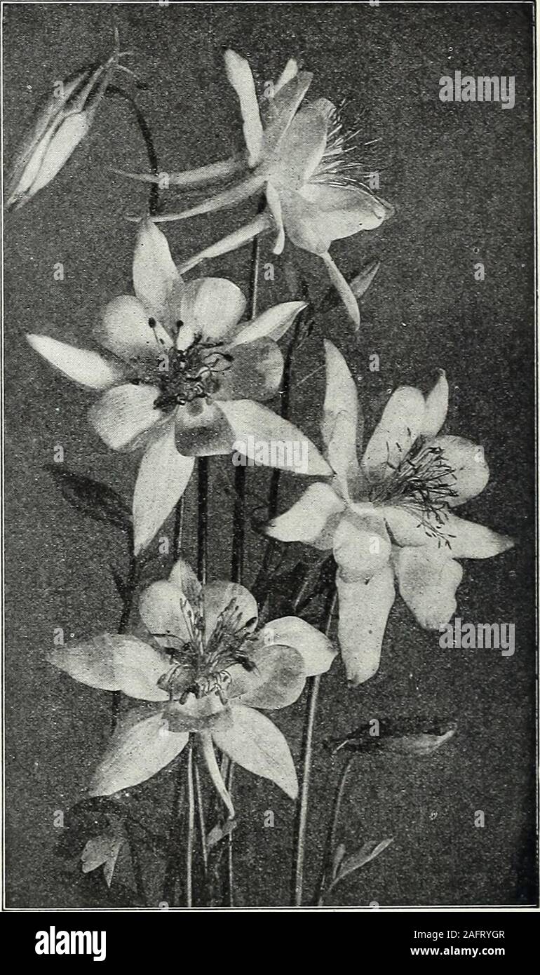 . Farquhar's autumn catalogue : 1921. May to July. 2ft Haylodgensis. (Hybrids of the Rocky Mountain Blue Columbine.)Shades of blue chrysantha. (Golden Columbine.) The beautiful long-spurredgolden yellow Columbine of the mountains of California; Mayto July. 2 ft ecerulea. (Rocky Mountain Blue Columbine.) Beautiful blueand white flowers with long spurs ecerulea alba. Large white flowers; long spurs .... nivea grandiflora. Pure white; very beautiful Arabis alpina. (Rock Cress.) Fine rockery and border plant; purewhite flowers from April to June. J ft Arenaria montana. (Sand-wort.) Very desirable Stock Photo