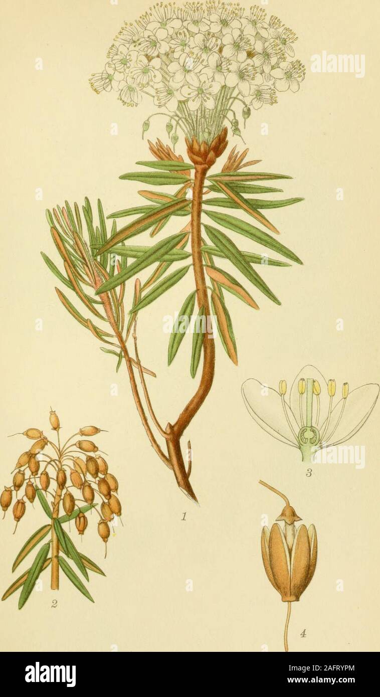. Billeder af nordens flora. ARKTISK ALPEROSE, rhododendron lapponicum (L.) wg. ^RTZELLSTR.S.B! 151. MOSE-POST, LEDUM PALUSTRE L. Stock Photo
