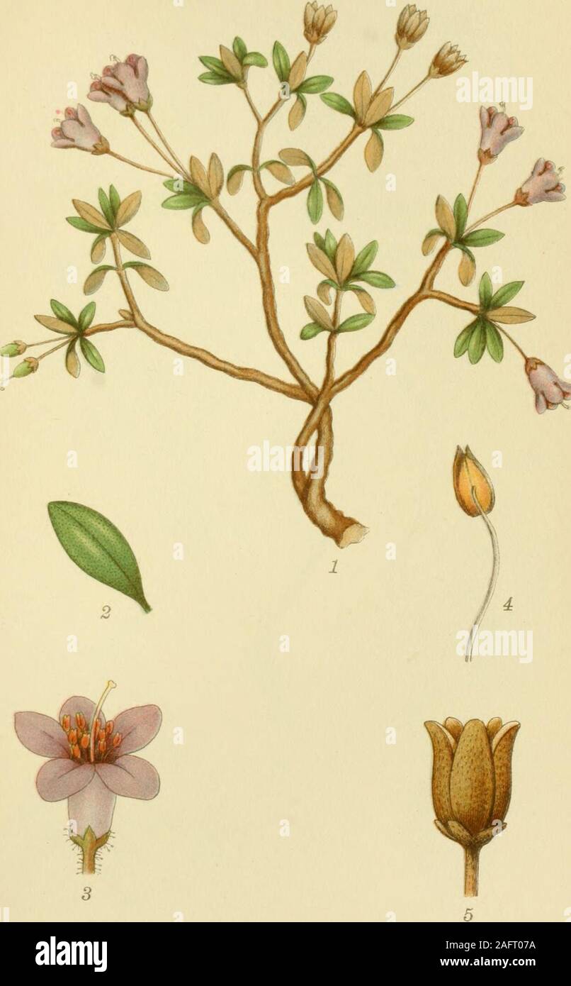. Billeder af nordens flora. BLAALYNG, bryanthus coeruleus (L.) dippel. k.SORTZELLS TR.A a STrHUr.. 150. ARKTISK ALPEROSE, rhododendron lapponicum (L.) wg. ^RTZELLSTR.S.B! 151 Stock Photo