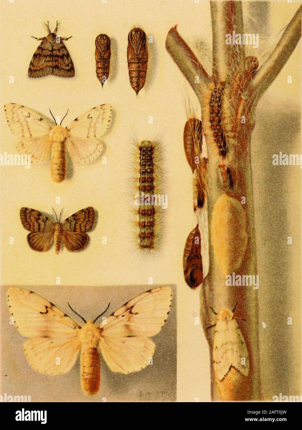 . A manual of dangerous insects likely to be introduced in the United States through importations. sativum).White ash (see Schizomeria ovata).Whitethorn (see Mespihis spp.). Whortleberry ( Vaccinium spp.) 20 Wild fruits 112,116 Willow (see Salix spp.). Yams 122 Yew (see Taxus spp.). Zea mays (corn, maize) 6,84, 85,122,123,135,142,1S9,197,200,203,208,214 o LIBRARY OF CONGRESS 0 002 831407 3 . .&gt;ti... Different Stages of the Gipsy Moth (Porthetria dispar). Egg mass on center of twig; female moth ovipositing just lielow: female moth below, at left,enlarged: male moth, somewhat reduced, immedi Stock Photo