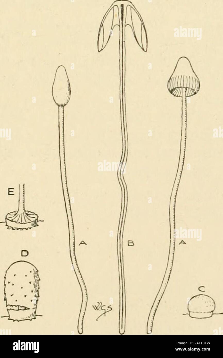 . Synopsis of the British Basidiomycetes ; a descriptive catalogue of the drawings and specimens in the Department of botany, British museum. r brown; mid. darker. St. wavy, whitish-pulverulent on a grey-brown ground. G. adnato-free, varying in attachment, livid-brownish or grey. Flesh pale brown. Taste slightly rank; odour weak or none. Shady woods amongst grass.Oct.  X 2J X  in. Myce?ia AGARICACE/E 69 285. C. Dorotheas Sacc. (after Lady Dorothy Neville) a. P. globose, then flat, slightly umbilicate, very thin, dark brown ;marg. denticulate. St. slightly swollen at base, minutelyvelvety, w Stock Photo