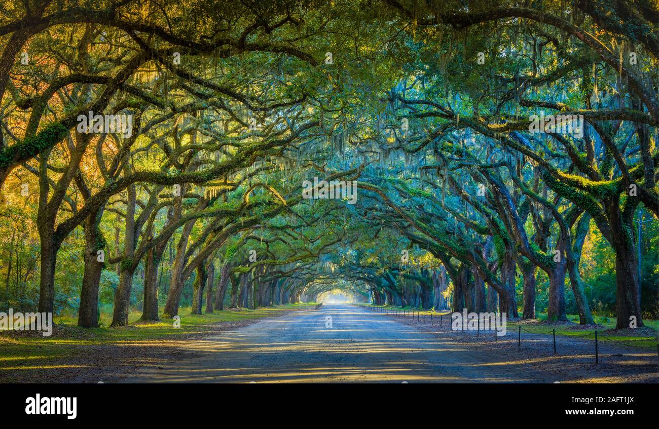 Wormsloe hi-res stock photography and images - Alamy