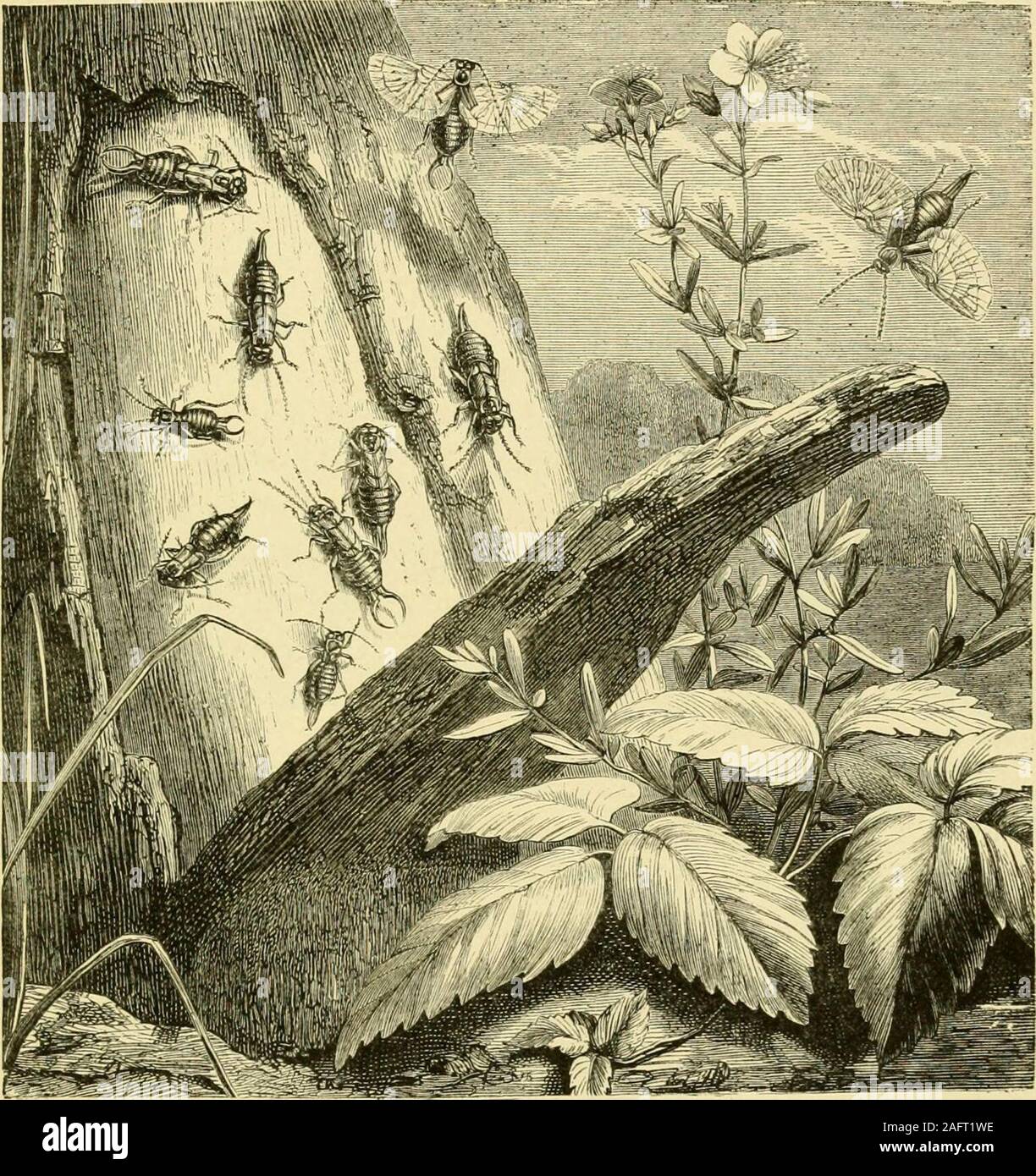 . The transformations (or metamorphoses) of insects (Insecta, Myriapoda ...