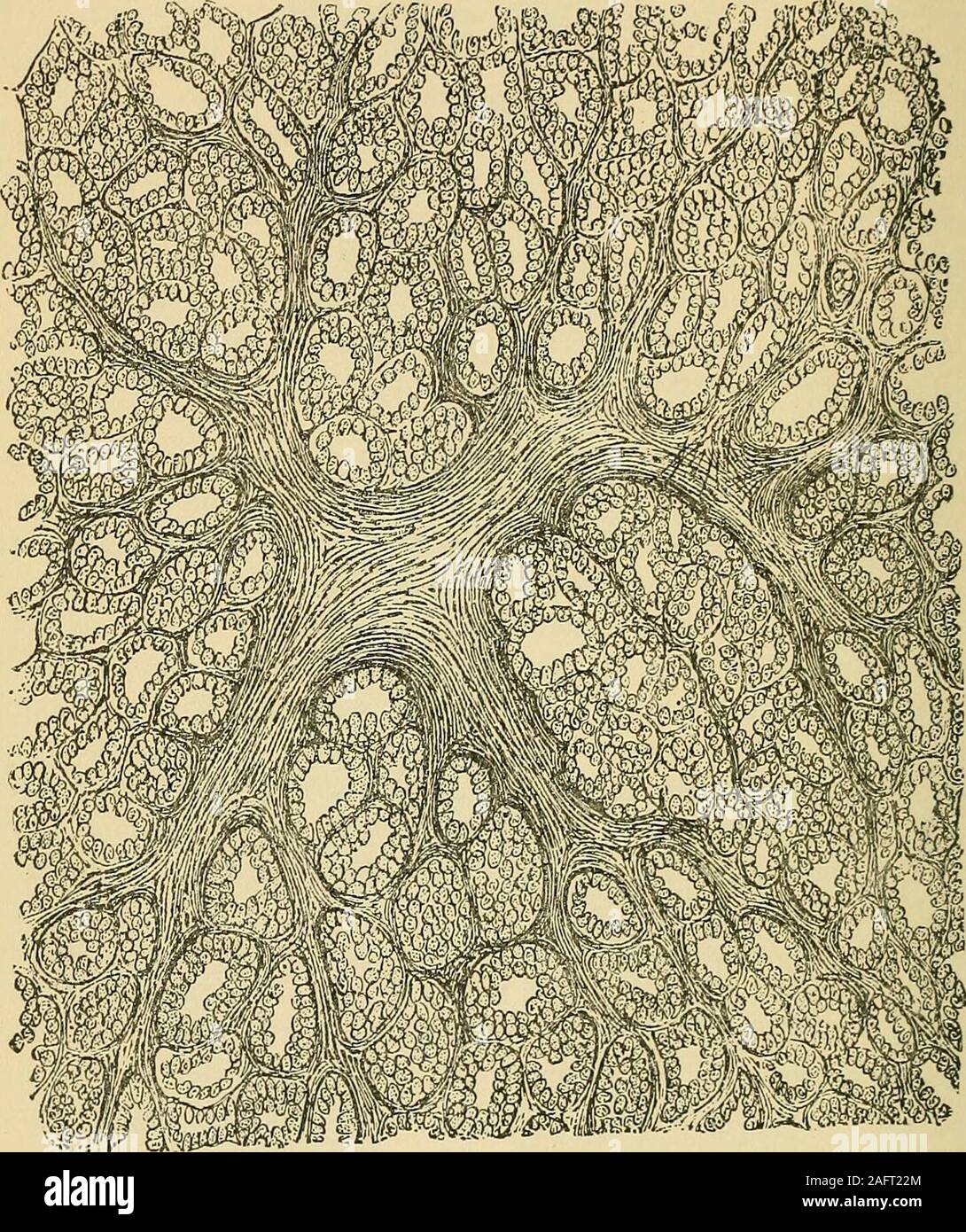 . Cyclopædia of obstetrics and gynecology. tion. The contents of the ...