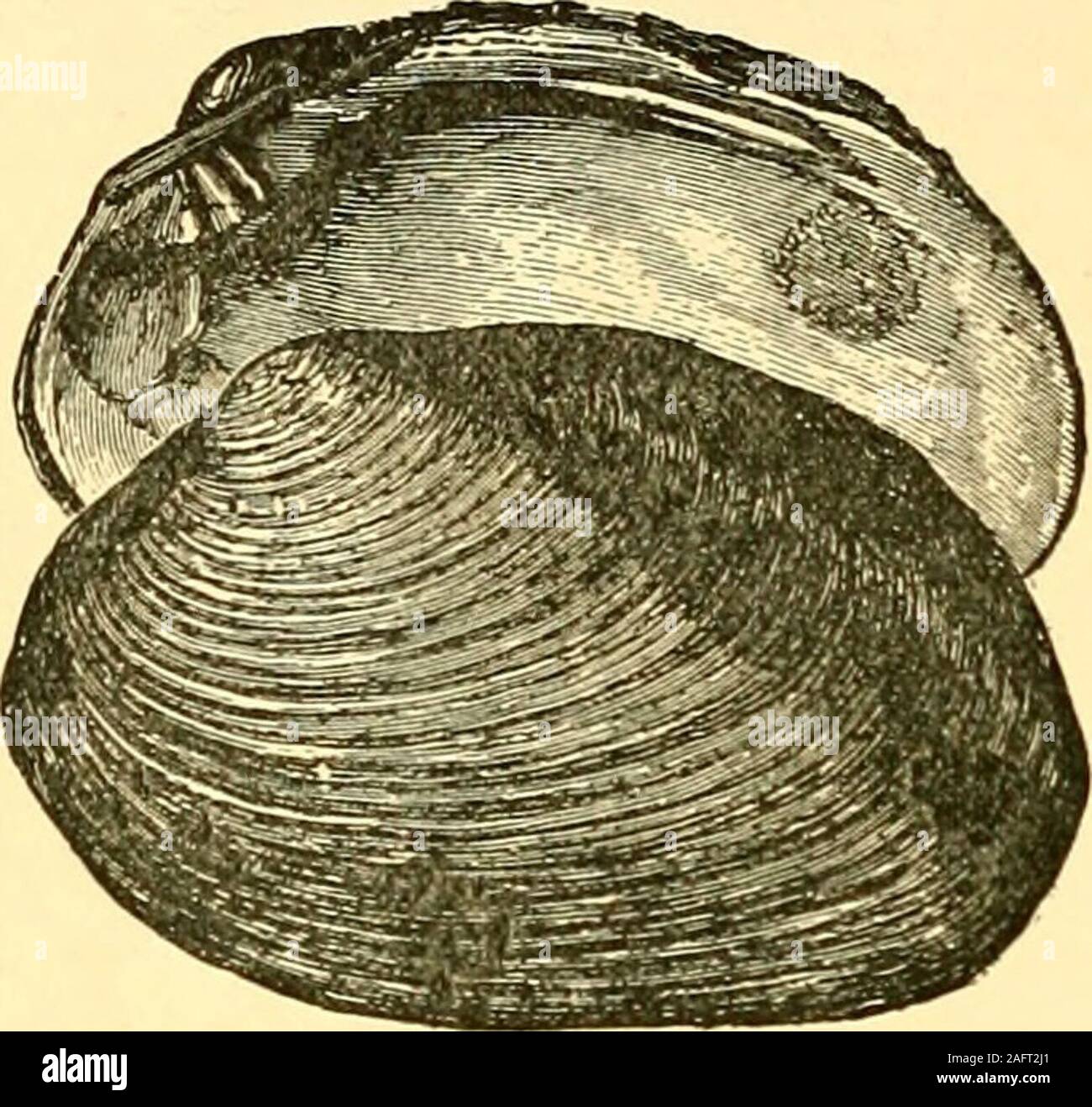 lustry wife mom ductr Adult Pics Hq