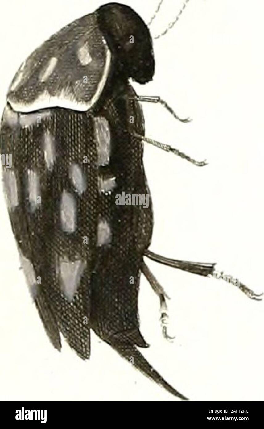. Entomologie ou Histoire naturelle des insectes, avec leurs caractères génériques et spécifiques, leur description, leur synonumie et leur figure enluminee ... Coléoptères Tomes I-V. 6a -?. a % &lt;/. -Jui/céert iui,v JS 64.. MOllumA.K. J/tv,r^//,^ . PL . I 3. ^. Stock Photo