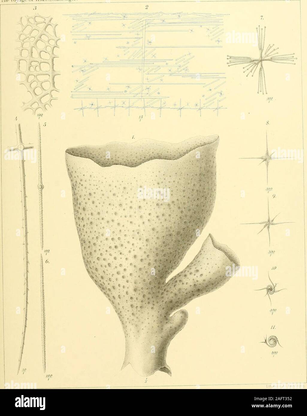 . Report on the scientific results of the voyage of H.M.S. Challenger during the years 1873-76 : under the command of Captain George S. Nares, R.N., F.R.S. and Captain Frank Turle Thomson, R.N.. XIV. PLATE LXIV. PAGE Ehabdocalyptus mollis, F. E. S., . . 155 Fig. 1. A diied specimen; one-thiid natural size. Fig. 2. Spicules of a transverse section of the wall near the free superior margin,in their natural arrangement; x 15 Fio. 3. Plain network of the skeleton in the basal surface, in contact with thesupporting base; x 100. Fig. 4. Part of a large hypodermal pentact, with echinated rays ; x 50. Stock Photo