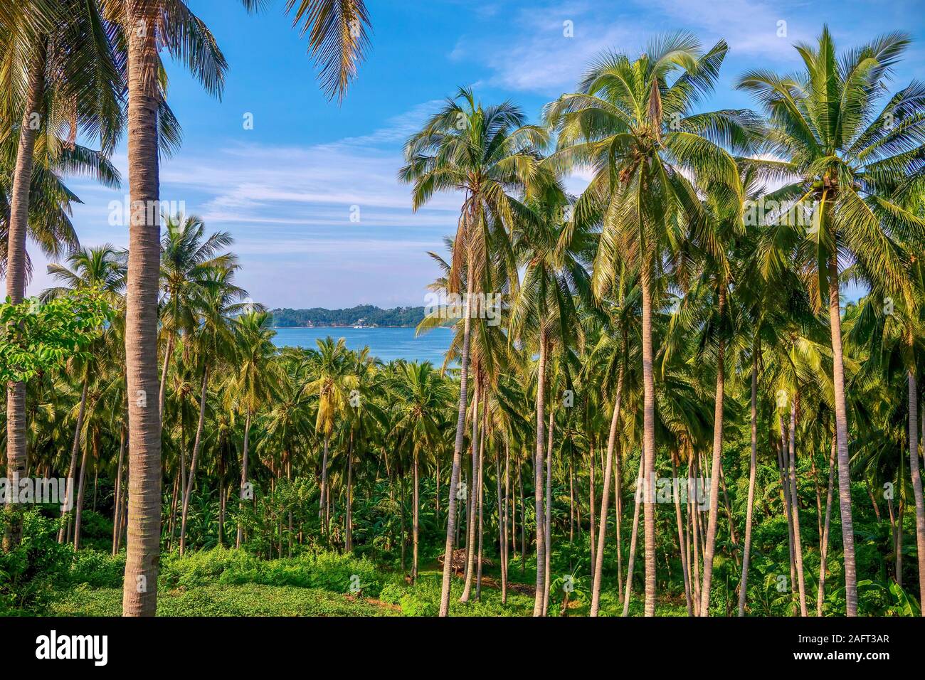 A coconut plantation with dozens of palm trees, on a beautiful tropical