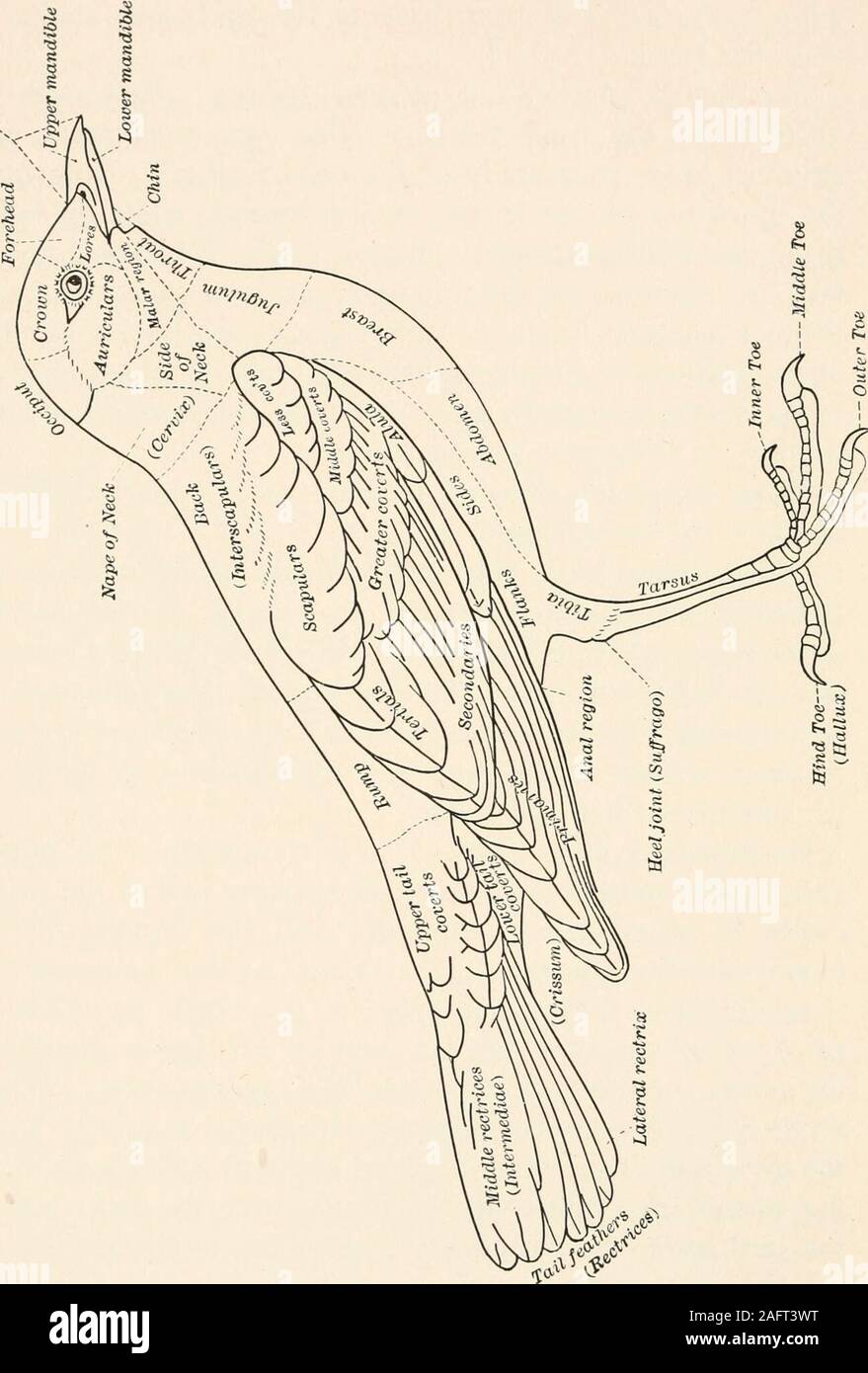 . The animans and man; an elementary textbook of zoology and human ...