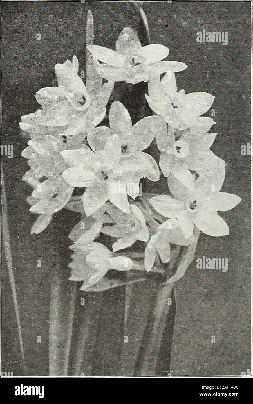 . Farquhar's autumn catalogue : 1921. le whiteflowers, with rich orange segments in the centre; very effec-tive and desirable for both forcing and outdoor planting Sulphur or Silver Phoenix. (Codlins and Cream.) One ofthe finest double sorts, with large pale creamy white fragrantflowers; excellent for pot culture Doz. SI. 00.85 .60 .85 .90 100 1,000 S8.00 S78.006.00 58.00 4.25 40.00 6.00 6.50 .85 6.00 NARCISSUS JONQUILLA OR JONQUILS. The delicately graceful forms, delicious fragrance and deep yellow color of theirblossoms have made the Jonquils favorites. Plant six or eight bulbs in a six-inch Stock Photo