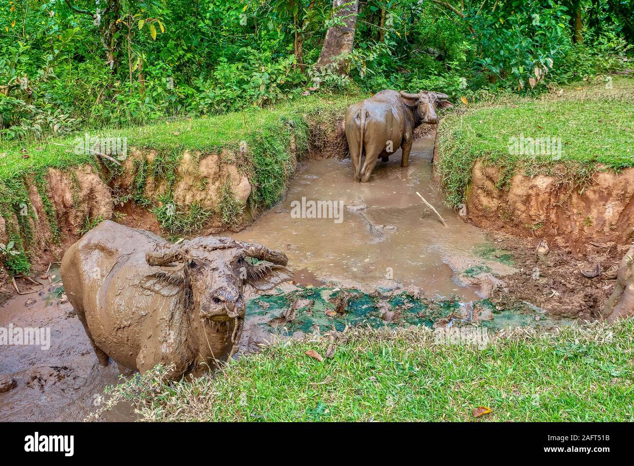 Two large carabao (Latin - Bubalus bubalis), a species of water buffalo native to the Philippines. Most are owned by farmers, and they enjoy wallowing. Stock Photo