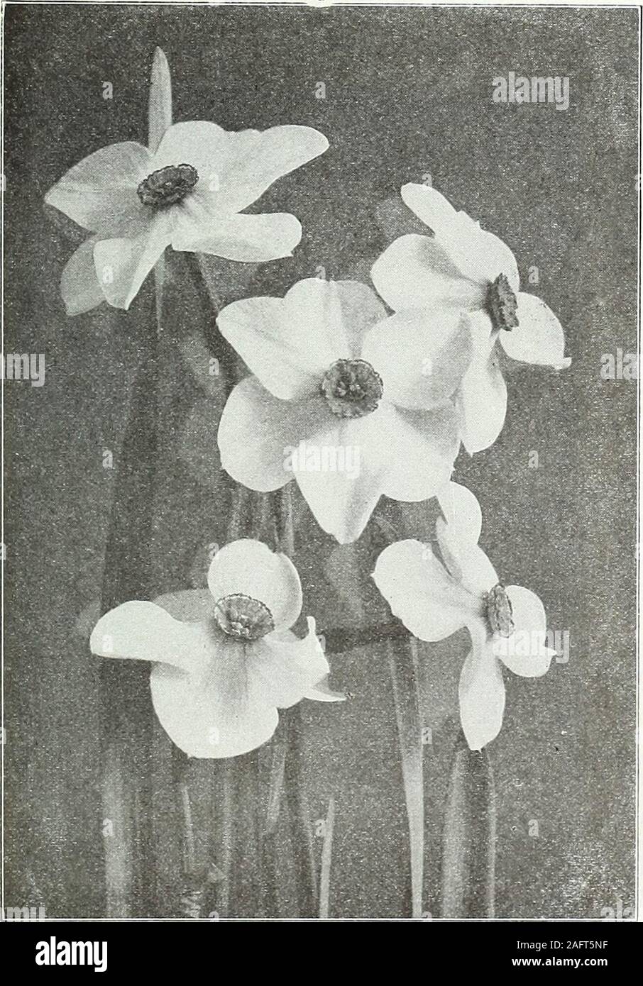 . Farquhar's autumn catalogue : 1921. eing cut $0.60 $4.75 $45.00 Firebrand. Creamy-white; fiery-red cup .... Lady Godiva. Perianth white, cup large and heavily stained,bright orange-scarlet; large, handsome flower SeagulL An exceedingly charming flower with large, spread-ing, pure white perianth; cup canary-yellow edged apricot LEEDSII DAFFODILS.—(AWctssws Leedsii.) EUCMARIS FLOWERED OR SILVER-WHITEFRAGRANT STAR NARCISSL Comprising all the chalice-cupped and short-cupped Narcissi having white. perianth and cup or crown of white, cream or pale yellow. Minnie Hume. Large white perianth; spreadi Stock Photo