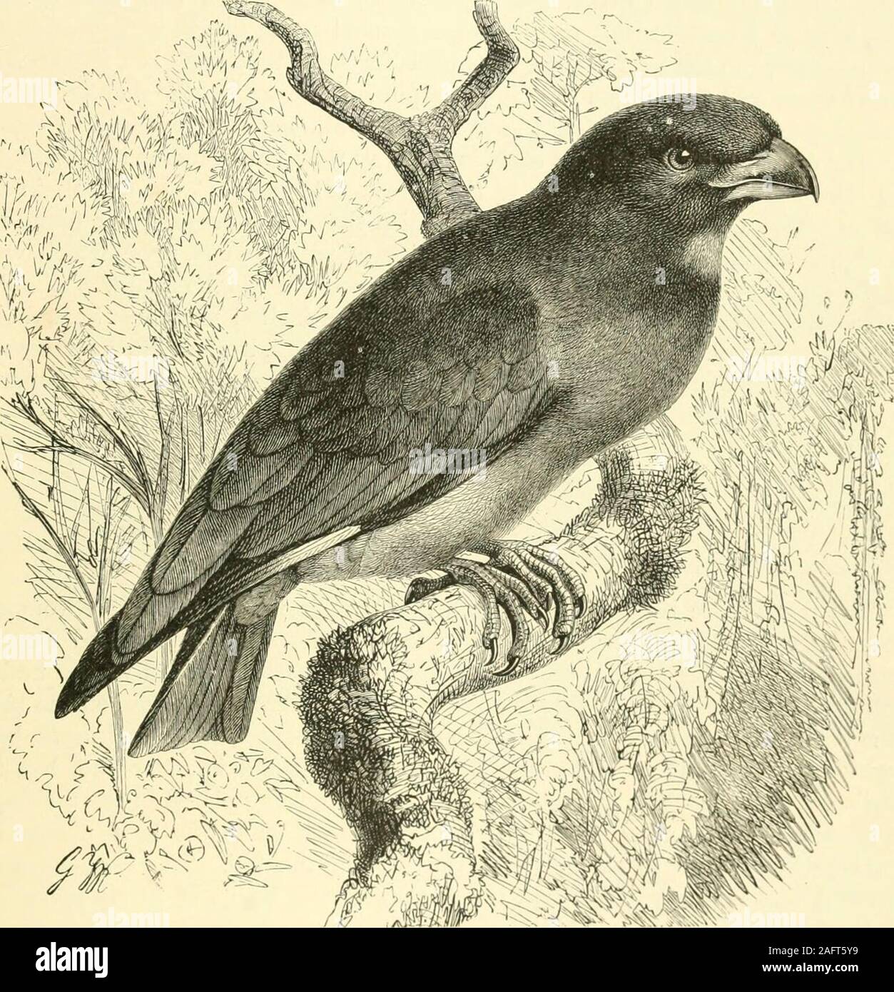 . The royal natural history. rdh, not unlike that which a3^oung jackdaw sometimes utters; this last is their call-note. These notes veryoften vary, and the bird is generally heard before he is seen. In fine weatherthe male rises in the air near where the female is incubating, uttering a singlerack, rack-rack, etc., until he attains a considerable height, from which he suddenlyfalls, always turning a somersault, and throwing himself here and there in the ROLLERS. 8i air, uttering quickly the following Tdh-rdrdh-rrdh-rrd, etc. etc., which he alwayschanges to the rack as soon as ever he begins to Stock Photo