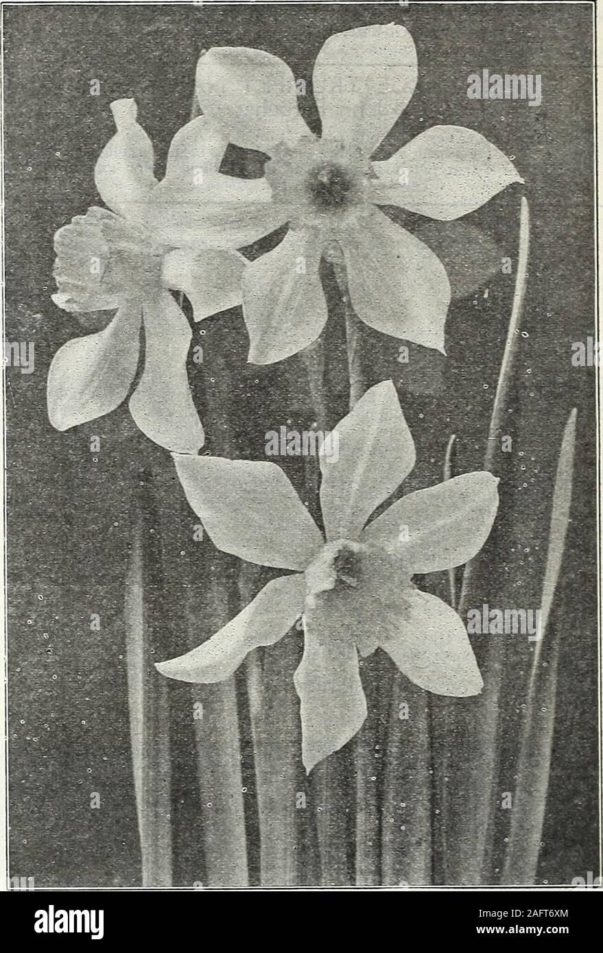 . Farquhar's autumn catalogue : 1921. i Narcissus Incomparabilis, Sir Watkin. Narcissus Leedsii, Minnie Hume. INCOMPARABILIS DAFFODILS. {Narcissus Incomparabilis.) LARGE CHALICE.CUPPED OR STAR NARCISSI. Cup or crown measuring from one-third to nearly equal the lengthof the perianth segments. Autocrat. Large, full yellow perianth; cup yel-low, broad and well expanded Frank Miles. Handsome variety of soft, clearyellow; twisted perianth Gloria Mundi. A grand flower with clear yellowperianth; and broad, well-expanded orange-scarlet cup Lucifer. Perianth white; cup an intense, glowingorange-red Sim Stock Photo