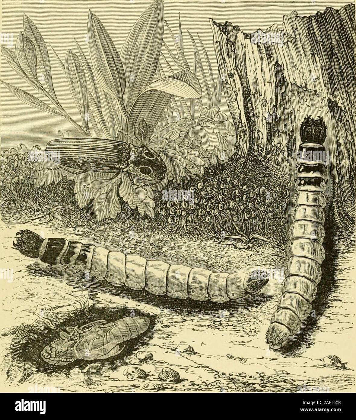 . The transformations (or metamorphoses) of insects (Insecta, Myriapoda ...