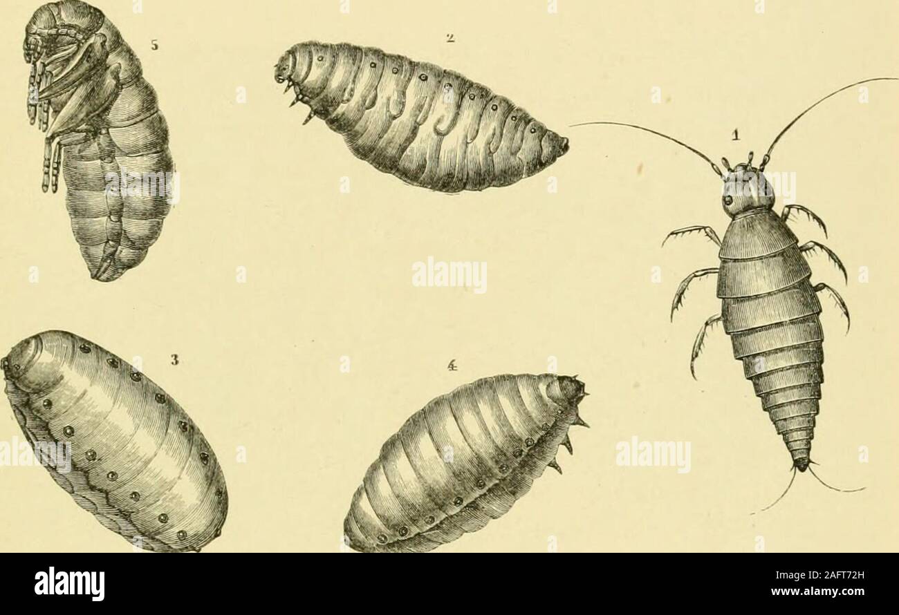 . The transformations (or metamorphoses) of insects (Insecta, Myriapoda ...