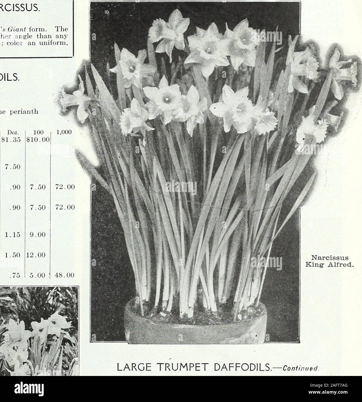 . Farquhar's autumn catalogue : 1921. LARGE TRUMPET DAFFODILS.—Co/7f//;/yerf. 75 Narcissus, Empress Henry Irving. A noble flower of rich golden-yellow;j Doz.trumpet large and wide, recurved at the lip; petals ofthe perianth broad and overlapping; very handsome King Alfred. The finest yellow Daffodil; enormousflowers of deep golden-yellow throughout. 30 cts.each Madame de Graaff. The largest and finest WhiteTrumpet Daffodil. The trumpet on opening ispale primrose, but the whole flower soon becomespure white. Itisexcellent for forcing in pans Madame Plemp. Large pure white perianth; gol-den-yell Stock Photo