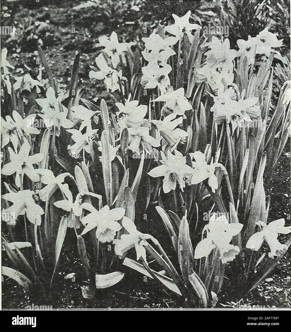 . Farquhar's autumn catalogue : 1921. 6.00 per dozen. LARGE TRUMPET DAFFODILS. {Naicissus Ajax.) Trumpet or crown as long as, or longer than the perianthsegments. Cornelia. An improved Emperor with deep goldentrumpet and broad yellow perianth Duke of Bedford. A magnificent new bi-color ofimmense size and substance. White perianth andlong wide-mouthed trumpet of deep yellow. 75cts. each Emperor. Immense flower; trumpet clear golden-yellow; perianth deep primrose, often three-and-ahalf inches across; fine forcing sort Empress. Very large, reflexed, rich yellow trum-pet, broad white perianth of g Stock Photo