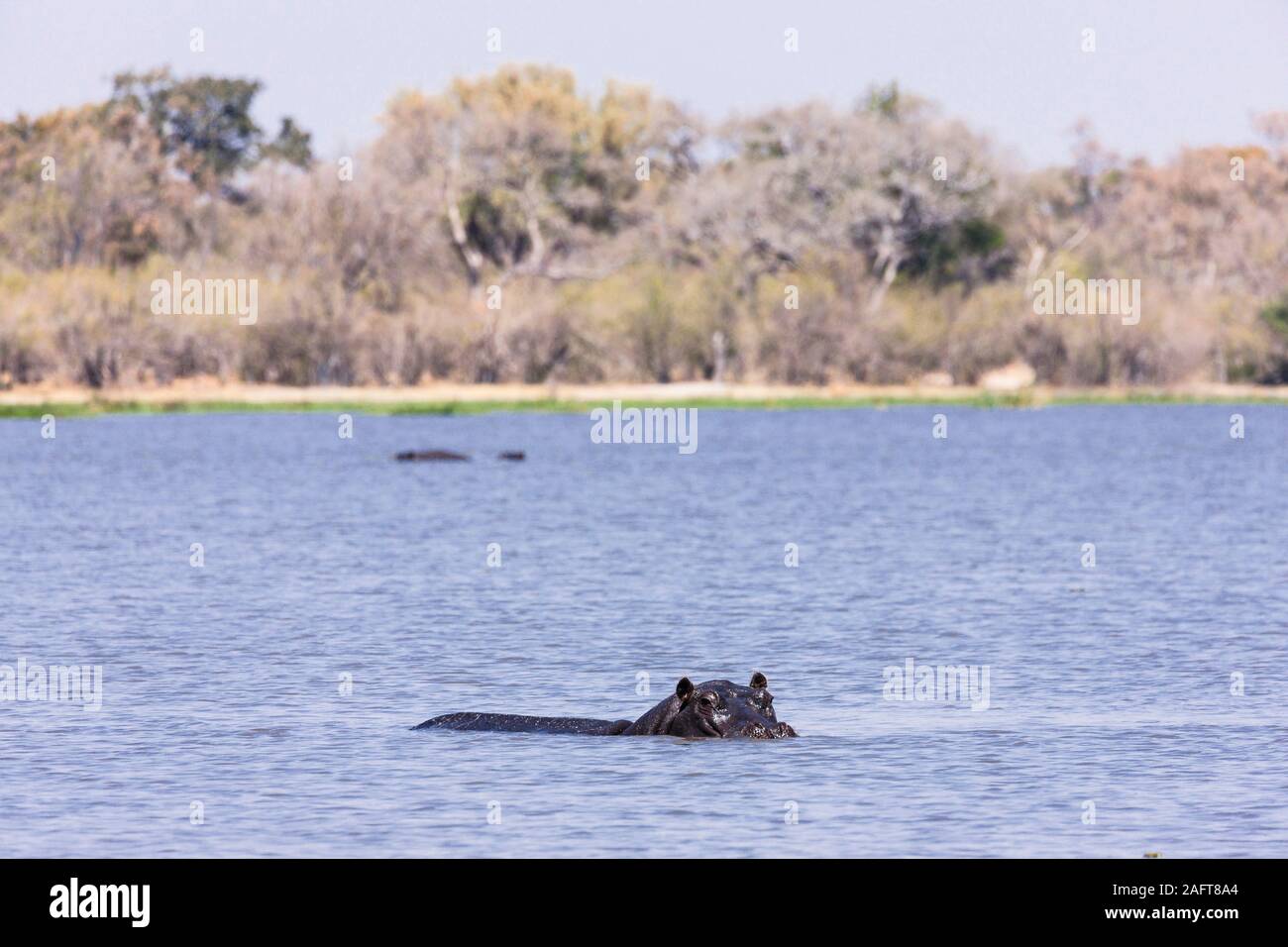 Hippo floating in hippo pool, Moremi game reserve, Okavango delta, Botswana, Africa Stock Photo