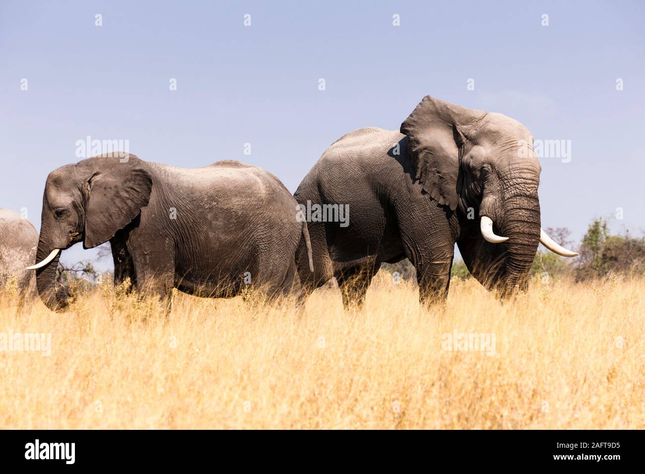 Elephants eating grass, Moremi game reserve, Okavango delta, Botswana, Africa Stock Photo