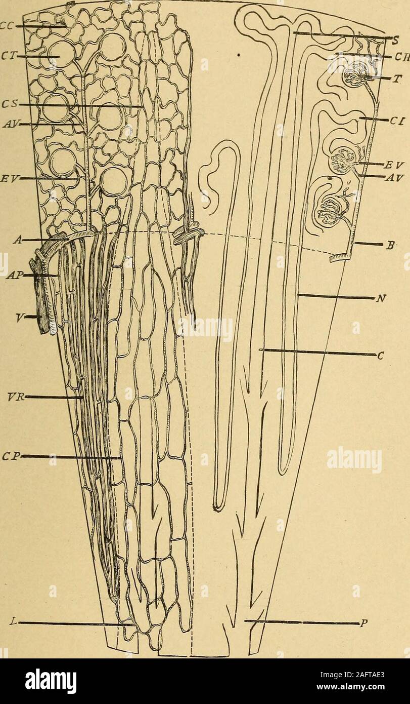 Collecting Tubule Stock Photos Collecting Tubule Stock