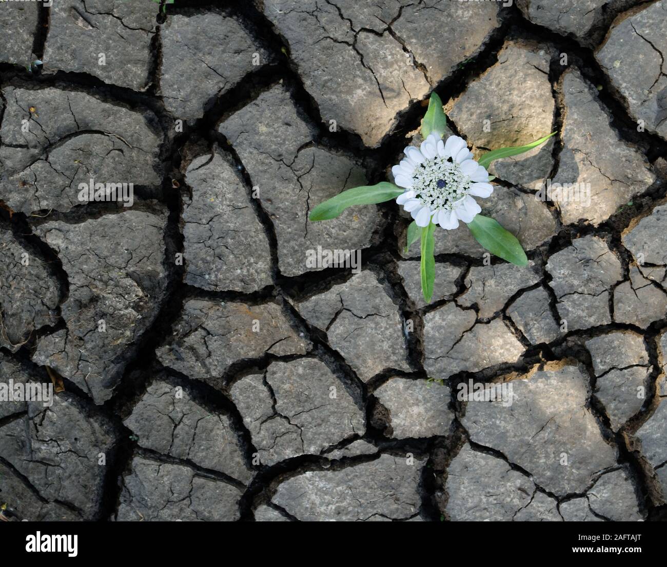 seedling growing from barren land Stock Photo Alamy