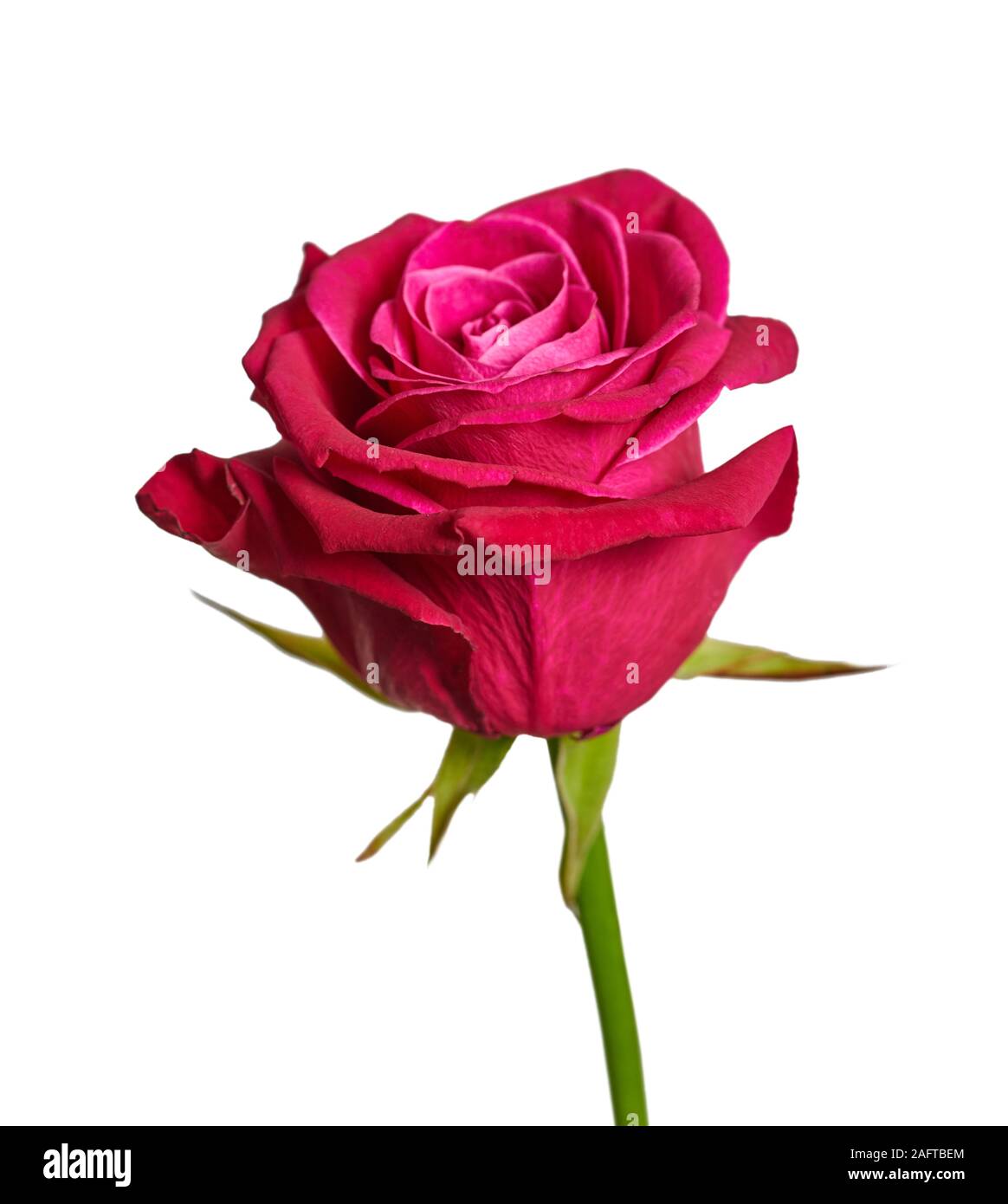 pink rose close-up on a white isolated background Stock Photo - Alamy