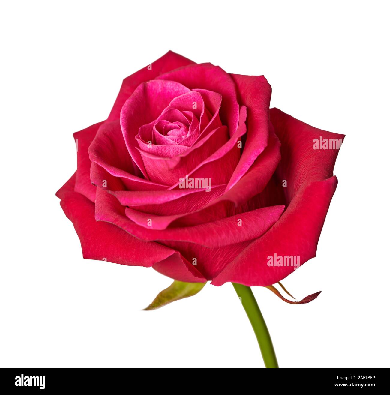 red rose close-up on a white isolated background Stock Photo - Alamy