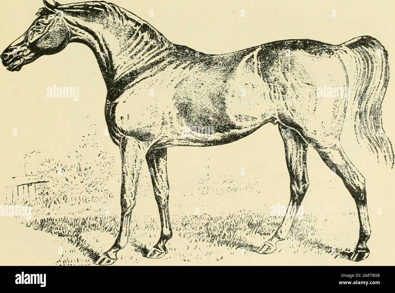 Stallion Fig Fig 401 High Resolution Stock Photography and Images - Alamy