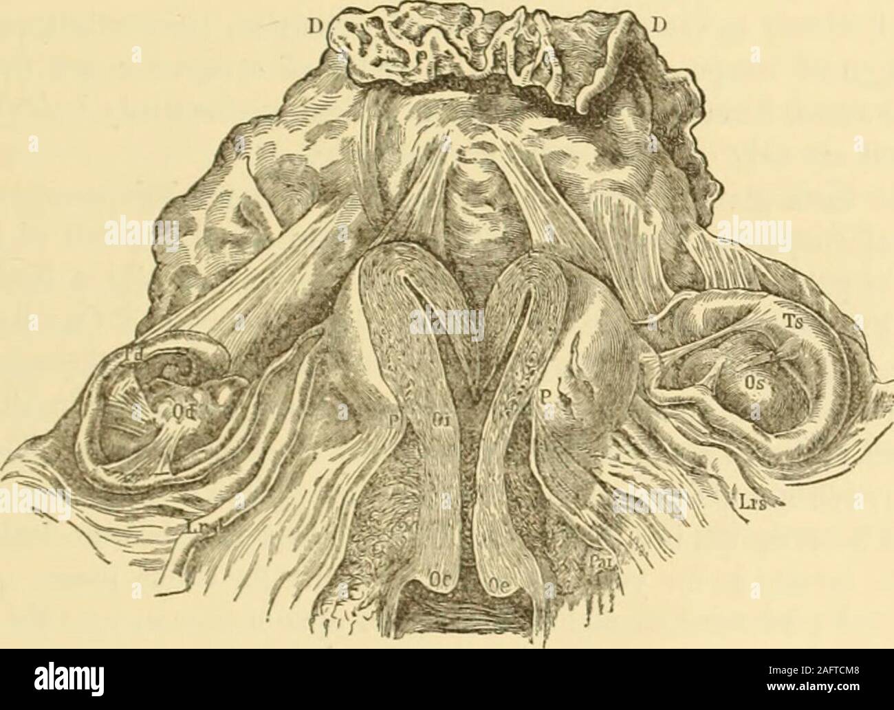 . Clinical gyncology, medical and surgical. upon the ovaritis and peri-tonitis. The discharge of the contents of a septic tube is sooner or later INFLAMMATORY LESIONS OP THE PELVIC PERITONEUM. 423 interfered with by the changes in the uterus and the thickening of thewalls of the tube at the uterine horn. If, as has been known to occur inconnection with pathological conditions of the uterus, blood be effused fromthe tubal mucous membrane during menstruation, the swelling of the im-prisoned or pinioned tube and the pressure upon the surrounding tissuesadd to the general inflammation. Pathology.— Stock Photo