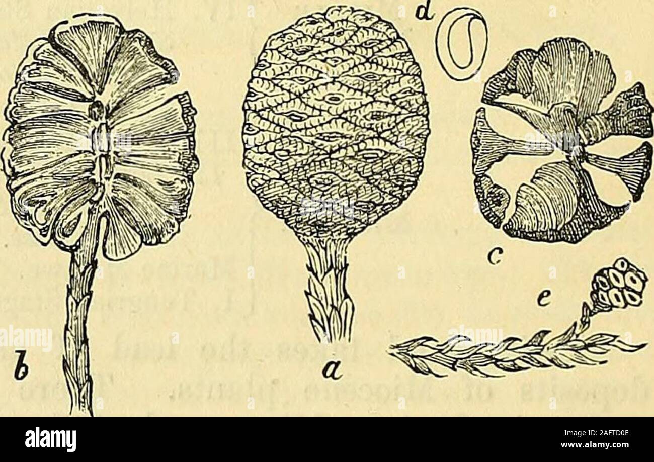 . Geological magazine. cone open; d.open cone with seeds. (Heer, Figs. 155, 156, and 158, p. 324.) The genus Sequoia had a wide distribution in Tertiary times fromCentral Italy and Greece up to the Arctic zone. Sequoia Zangsdorfi isfound fossil on the Mac-kenzie Eiver, in Green-land, in Kamtschatka, inAlaska, and also in manyEuropean localities. Thisform is closely related tothe redwood (Sequoia sem-pervirens) which formsgreat forests at the presentday in the coast-range ofCalifornia, throwing upstems 250 feet high. TheMammoth-tree {Sequoiagi-gantea) is found only in thehigher Sierra, and is m Stock Photo