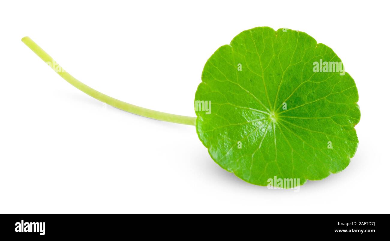 Gotu Kola Leaf Gotu Kola Leaf