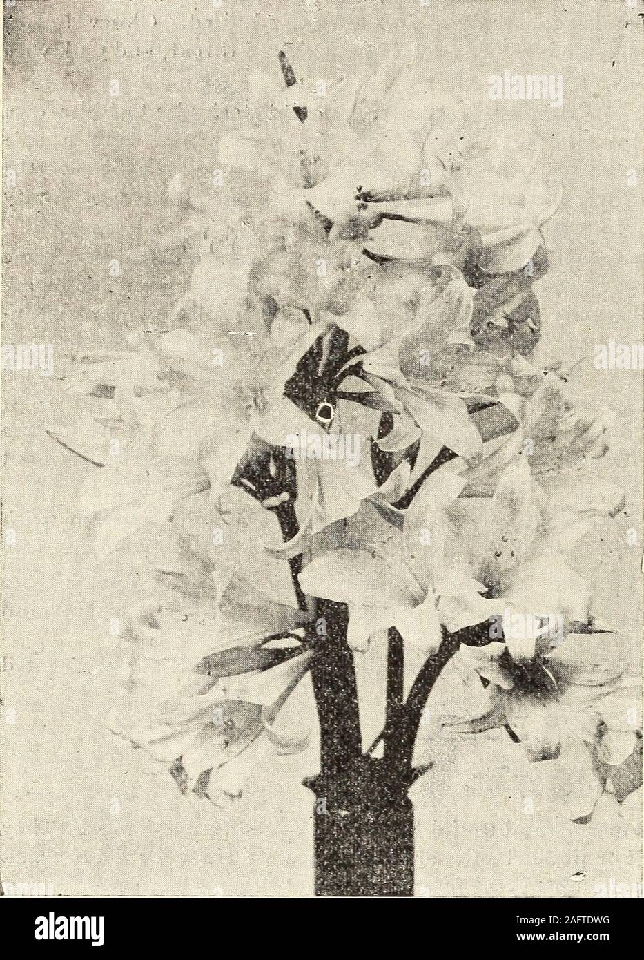 . 1905-'06 descriptive catalogue of rare flowers : seeds, plants, bulbs, cacti, etc. ink, lily like, on slender stems. Not new,but very beautiful.5c each: 50c doz. postpaid. Alba. A valuable variety for pots, and for the open border; it is evergreen, very easilygrown, increases fast; a border of the large star-like white flowers in bloom is very handsome.The flowers keep for a week or ten days. 25c dozen ; $1.50 per hundred. Postage 35c per hun-dred. Add postage 5c to 10c on all large bulbs PALMS, DRACENAS, GRASSES,Rare Palms. These orand plants have been most appropriately called the Kings an Stock Photo