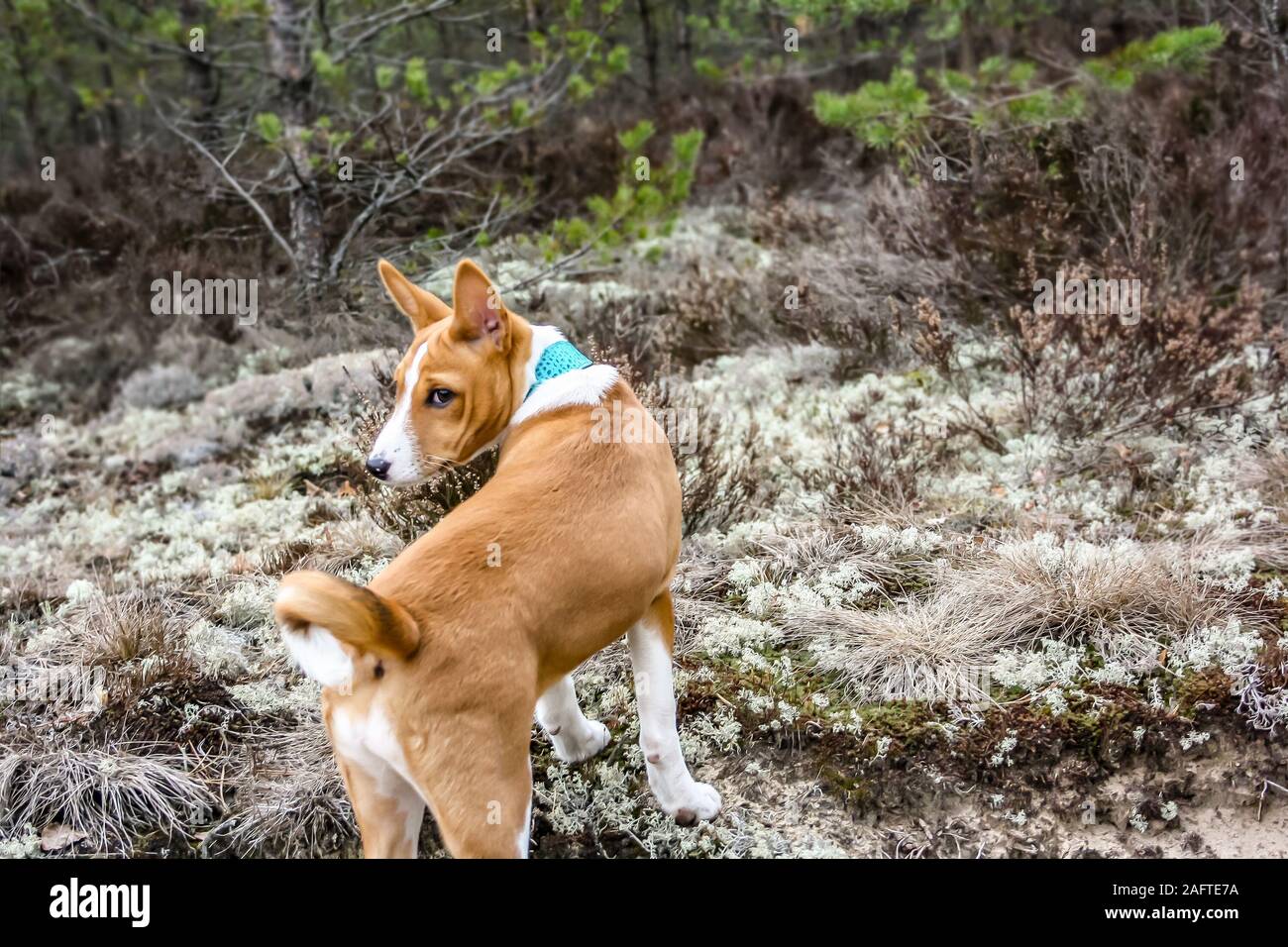 A young basenji dog turns his head looking around in the woods Stock Photo