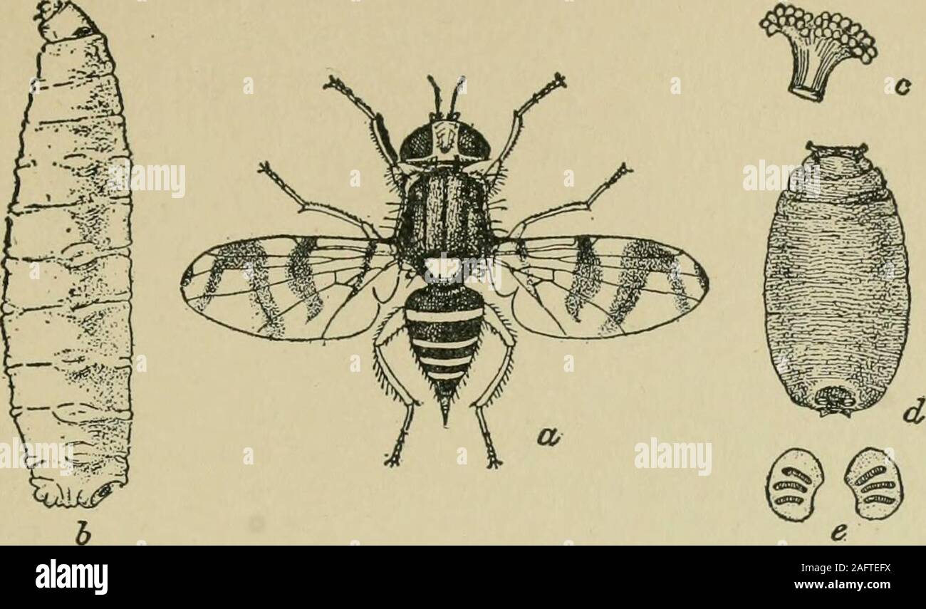 . Fruits, vegetables and flowers, a non-technical manual for their culture. pring {Iilcocrita vcrnuta, Peck), and The Fall (Alsophila pometana,llaiiis).—The larva? of canker-worm moths arc measuring worms aboutan inch long, dark-colored and variously striped. The adult males arewinged, females wingless. They defoliate apple trees. Treattncnt.—Cultivate orchards well in summer to destroy pupa.Apply si)rays of arsenate of lead 4 f)r 5 ]x)unds to 100 gallons water, firstbefore the blo.s.soms ojwn; second, just after ])etals fall. Ajiply iiarriers oftanglefoot or cotton batting to the trunks of t Stock Photo