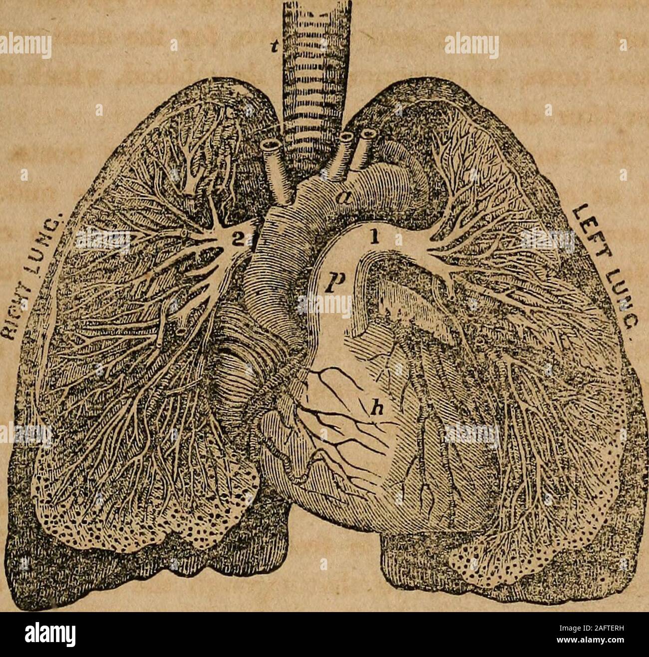 . A treatise on anatomy, physiology and hygiene designed for colleges
