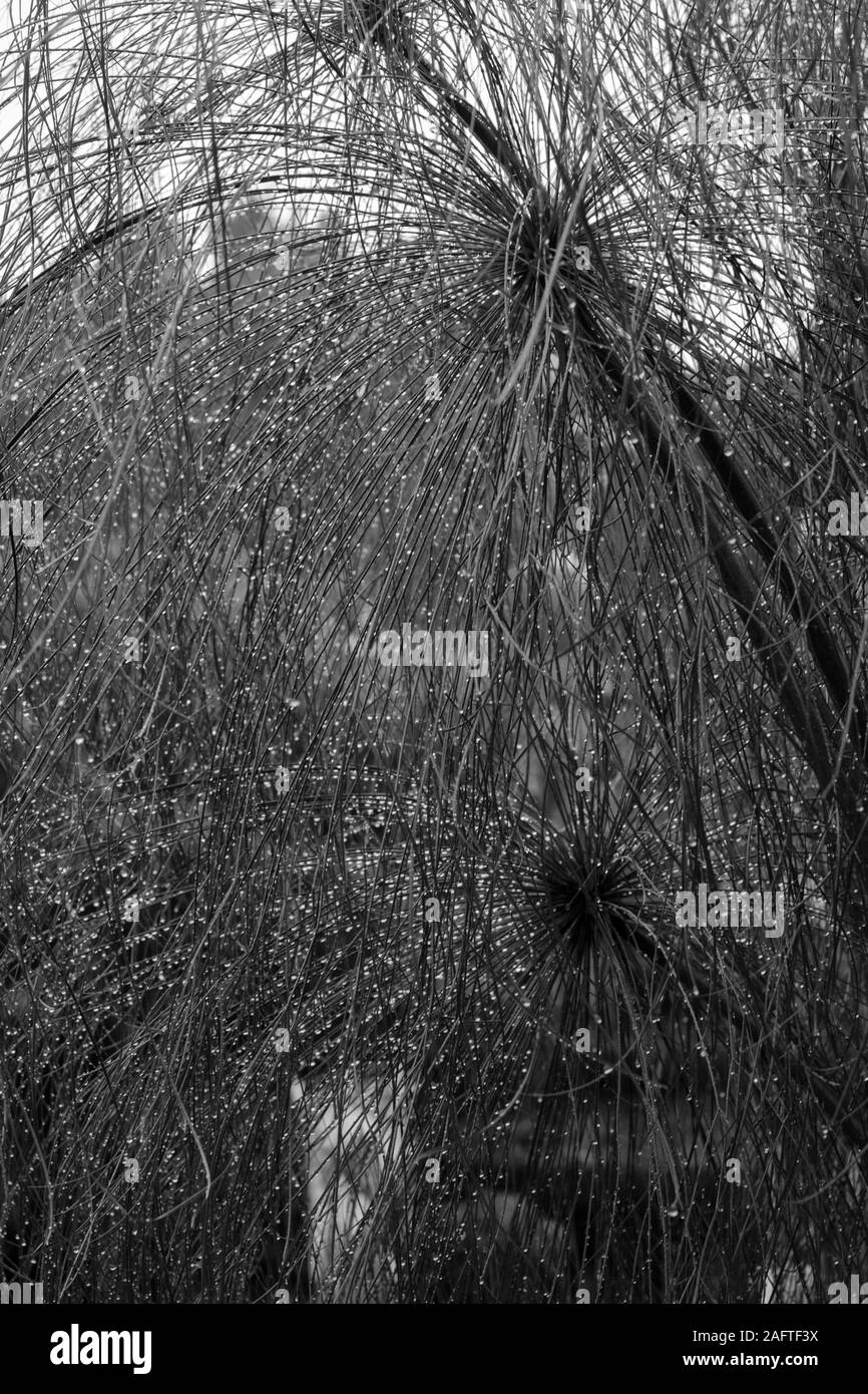 Close-up wet wild papyrus plants on the rainy days in black and white Stock Photo