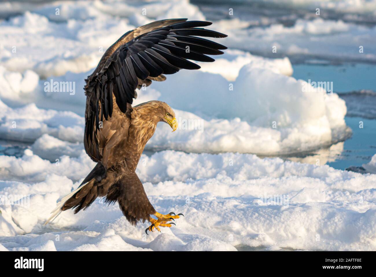 Sea Eagles at Rausu Hokkaido Japan Stock Photo