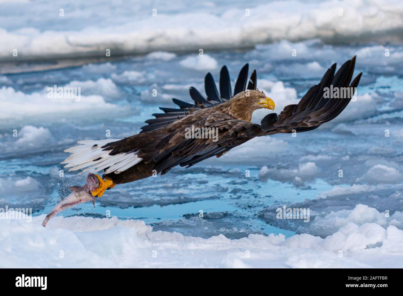 Sea Eagles at Rausu Hokkaido Japan Stock Photo